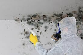 Best Mold Odor Removal Services in Meadow Glade, WA